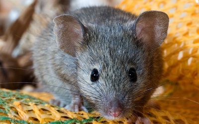 How to Keep Mice Out of Your Dallas Home