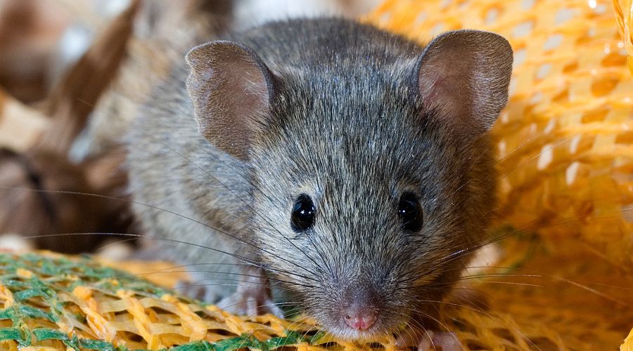 close up of a house mouse in the kitchen pantry
