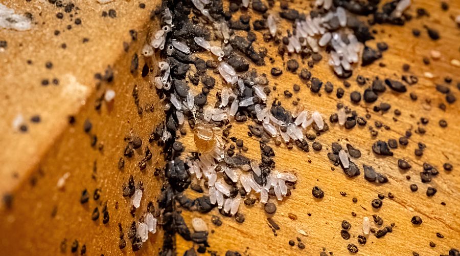 Wondering What Bed Bug Eggs Look Like? Here’s What to Look For