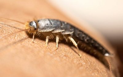 Where Do Silverfish Come From? A Guide For Forney Homeowners