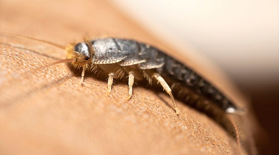 Where Do Silverfish Come From? A Guide For Forney Homeowners