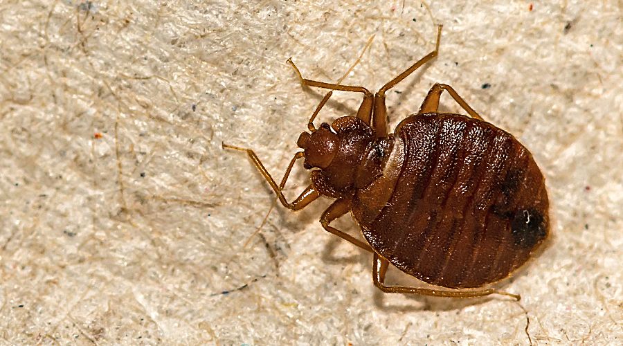 How Long Can Bed Bugs Live Without Food in Lewisville, Texas