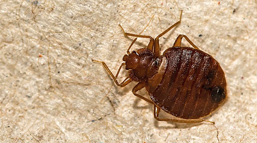 How Long Can Bed Bugs Live Without Food In Lewisville Texas 