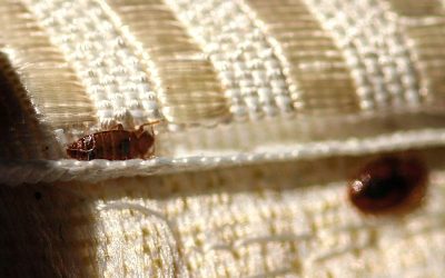How to Prevent Bed Bugs From Entering Your Dallas Property