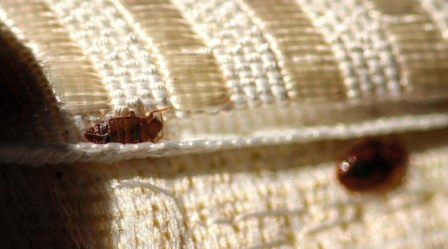 close up of bed bugs on the seams of a mattress