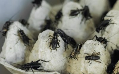 How to Get Rid of Crickets in Lewisville: Tips & Tricks