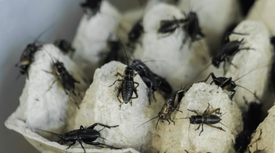 close up of many black crickets on egg carton