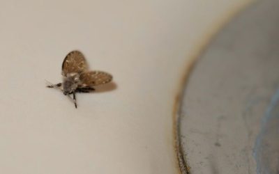 How to Get Rid of Drain Flies for Forney Homeowners