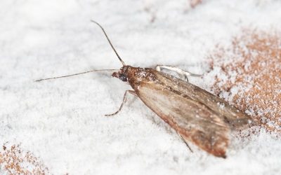How To Get Rid of Pantry Moths in Your Lewisville Home Fast