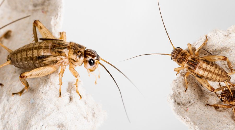 close up of crickets on egg carton