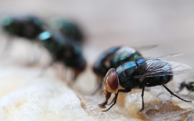 What Attracts Flies to Forney Homes: Prevention Tips