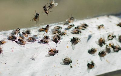 Fly Lifespan: How Long Do House Flies Live? Explained