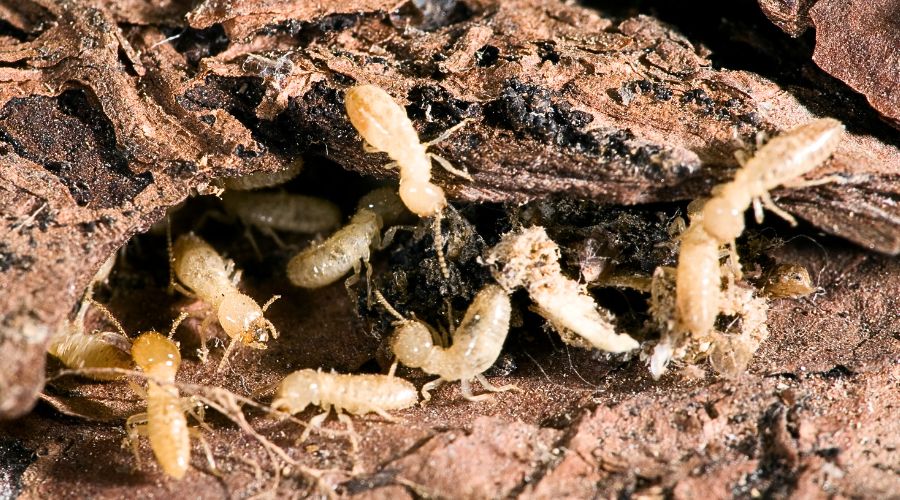 termites on a rotting wood