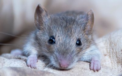 Preventing Rodent Infestations: Tips for Texas Homeowners