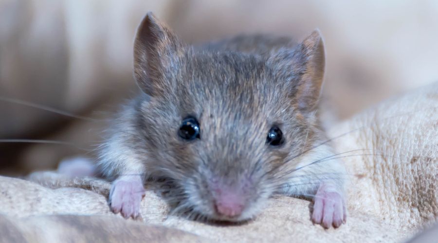 close up of a gray mouse