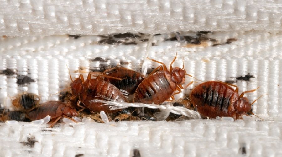 close up of many bed bugs hiding in between the edge of a mattress