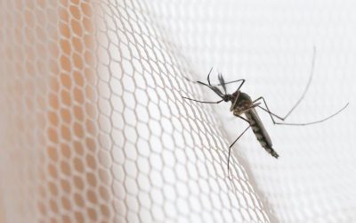Mosquito Control and Prevention: Protecting Your Family from West Nile Virus in San Antonio