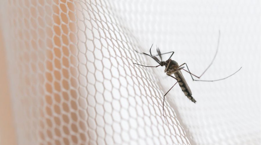 Mosquito on white mosquito wire mesh net