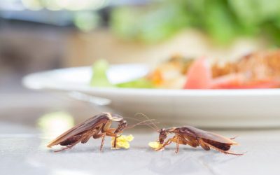 The Importance of Pest Control in the Texas Food Industry