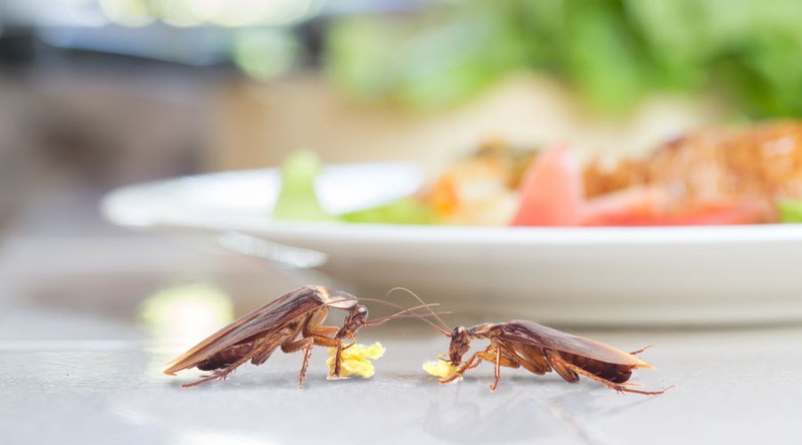 a pair of cockroaches on a restaurant table with left over food