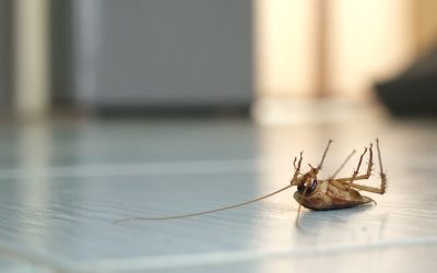 Pest-Proofing Your Home: Tips for San Antonio Residents