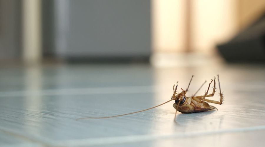 close up of a dead cockroach on the kitchen floor