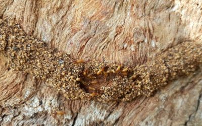 Why Regular Termite Inspections are Essential for Dallas Residents? Here’s Why