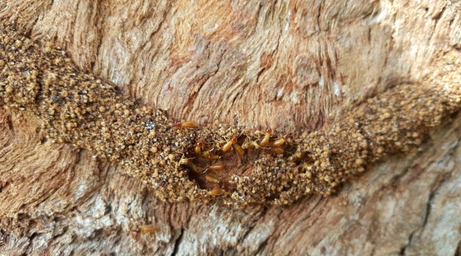 mud tube on a weathered wood with termites coming out