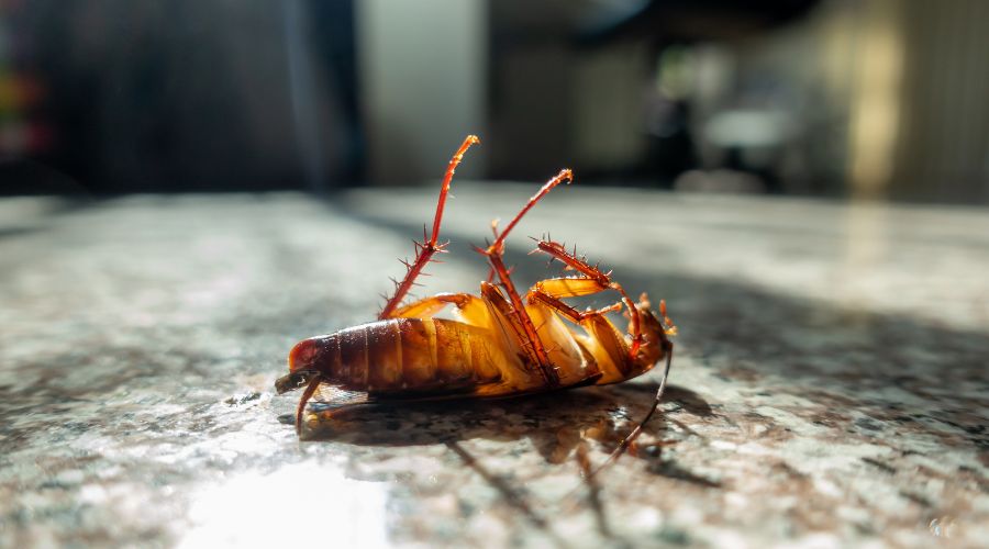 DIY Pest Control Tips for Dallas Homeowners