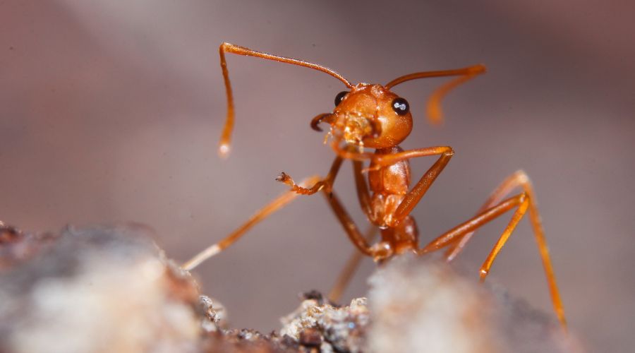 Understanding the Dangers of Fire Ants in Dallas
