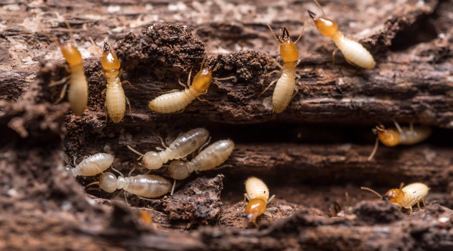 termites on an infested rotten wood in Dallas