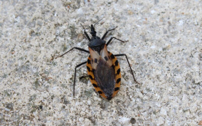 Kissing Bugs: A Kiss of Risk
