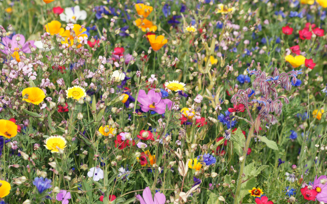 Are Wildflowers A New Form Of Pest Control?