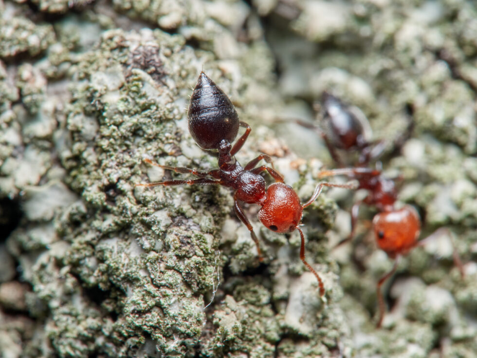 6 Of The Most Common Texas Ants