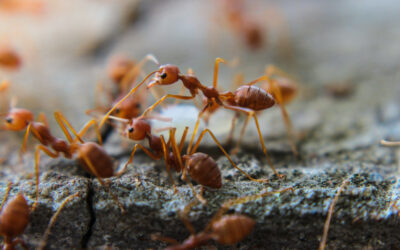 6 Of The Most Common Texas Ants