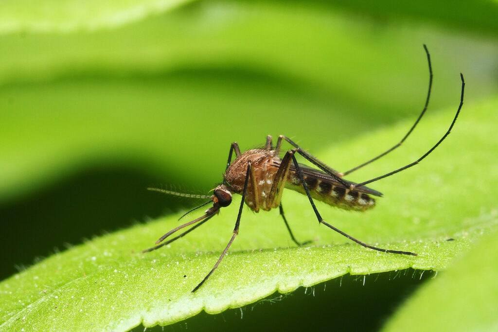 How To Prevent Mosquitoes This Summer Affordable, Effective Pest