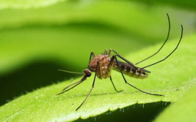 How To Prevent Mosquitoes This Summer