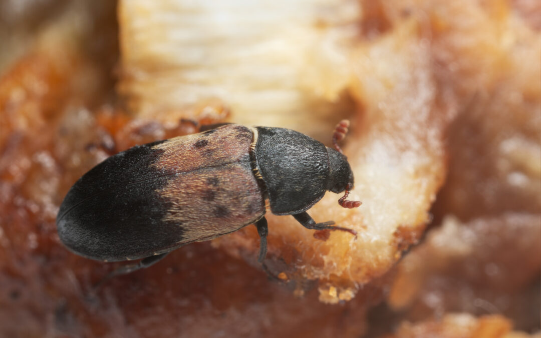 What’s The Deal With Larder Beetles?