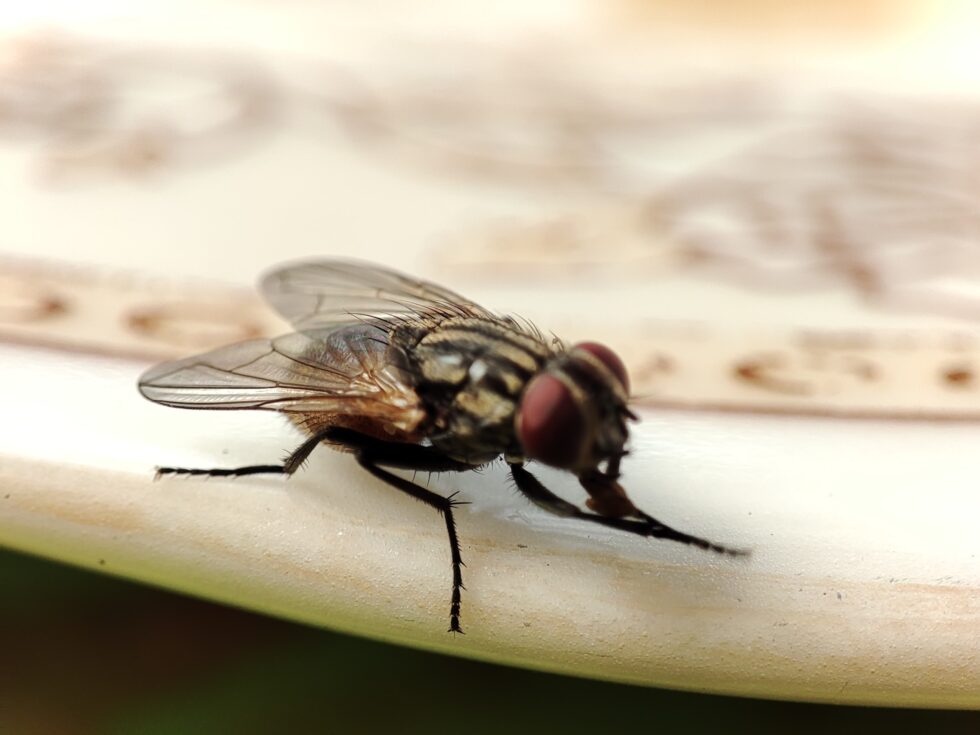 5-office-pests-that-ruin-your-work-flow