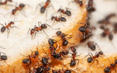 Household Pests Fit Into These 7 Categories