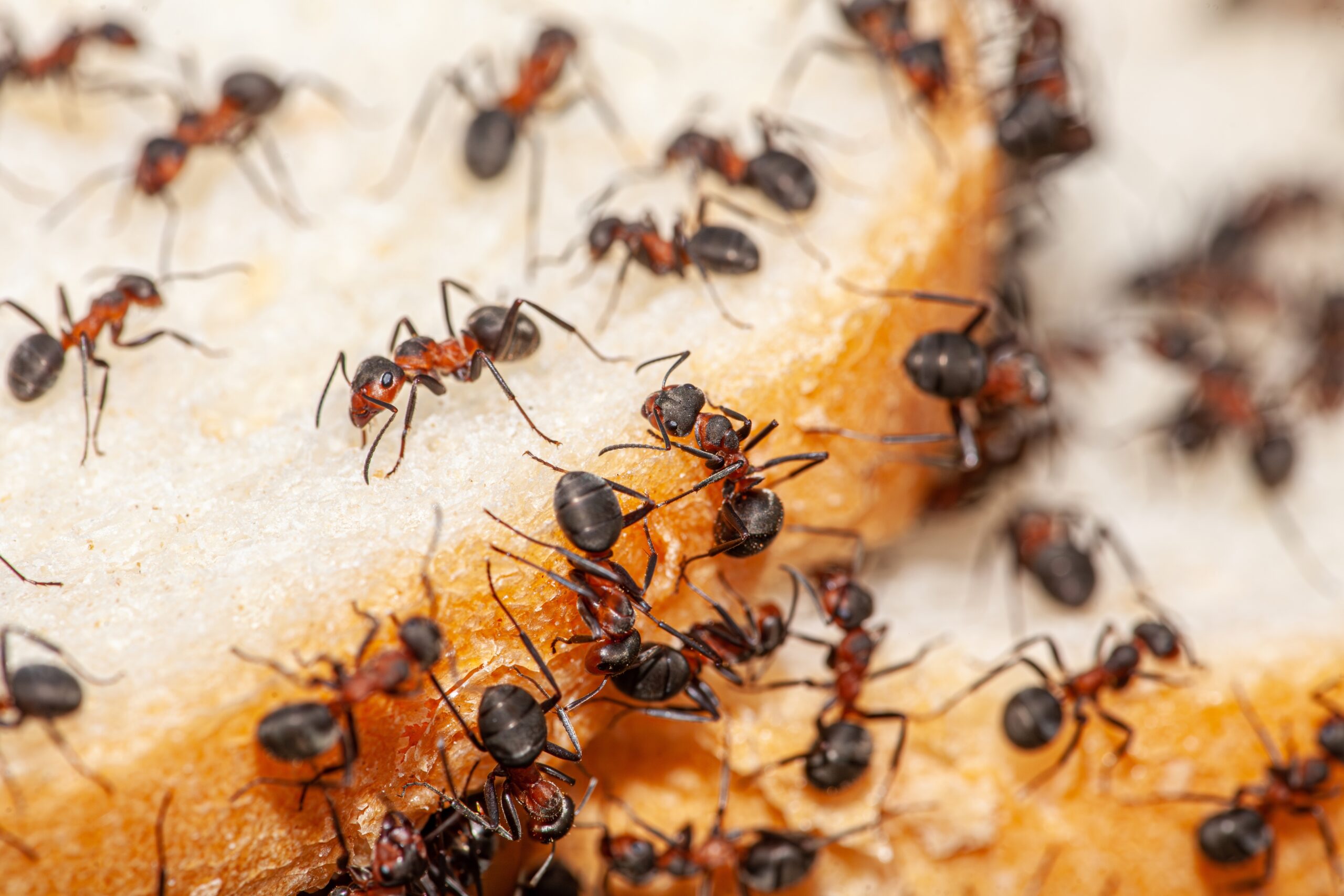 Ants on bread; household pests