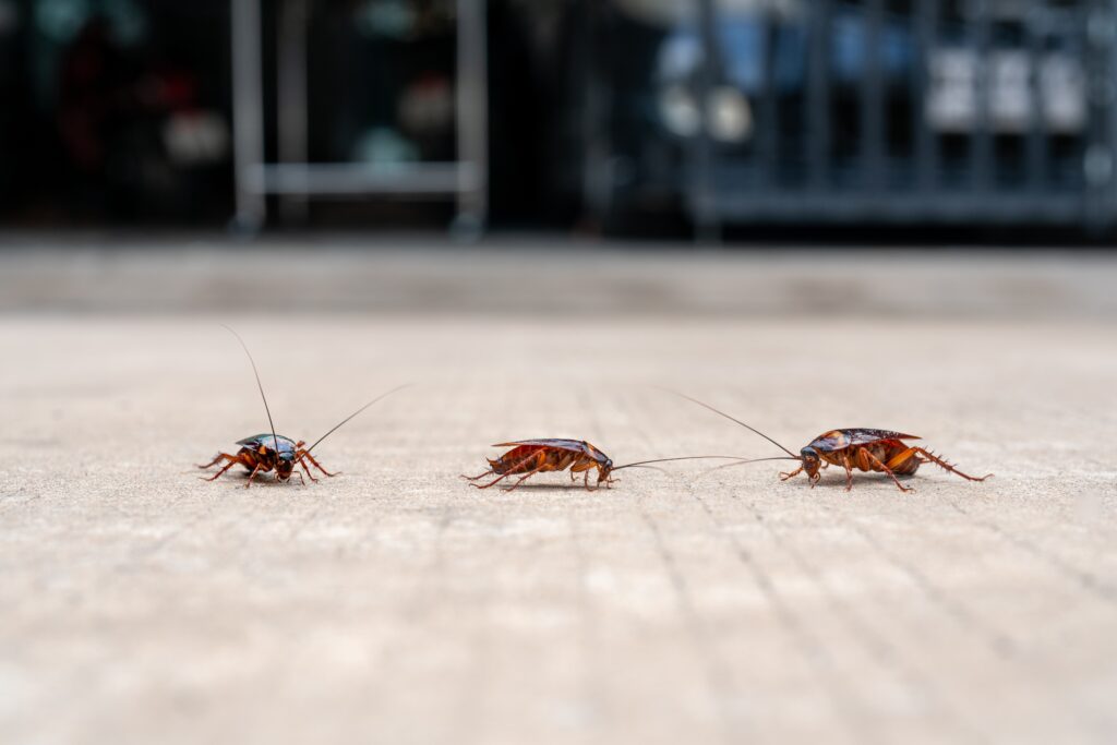Is There A Bright Side To Roaches?