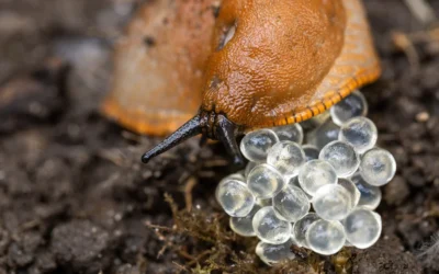 These 6 Pest Eggs Are Quick To Cause Problems