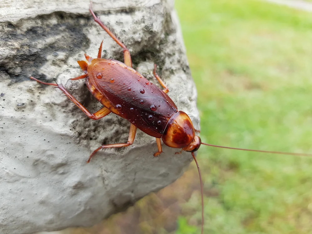 palmetto bug; palmetto bugs