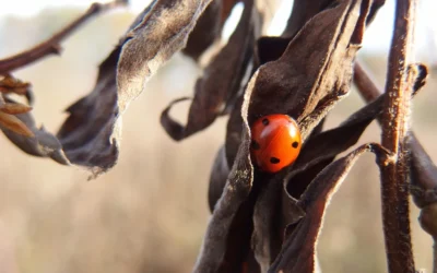 The Art Of Hibernation,  As Told By These 6 Pests