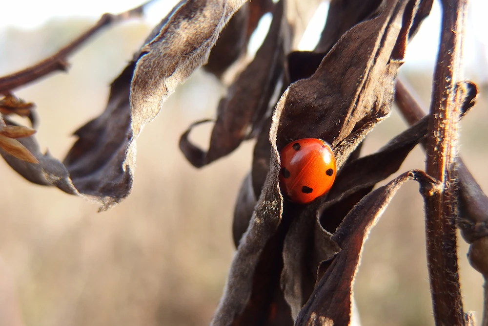 The Art Of Hibernation,  As Told By These 6 Pests