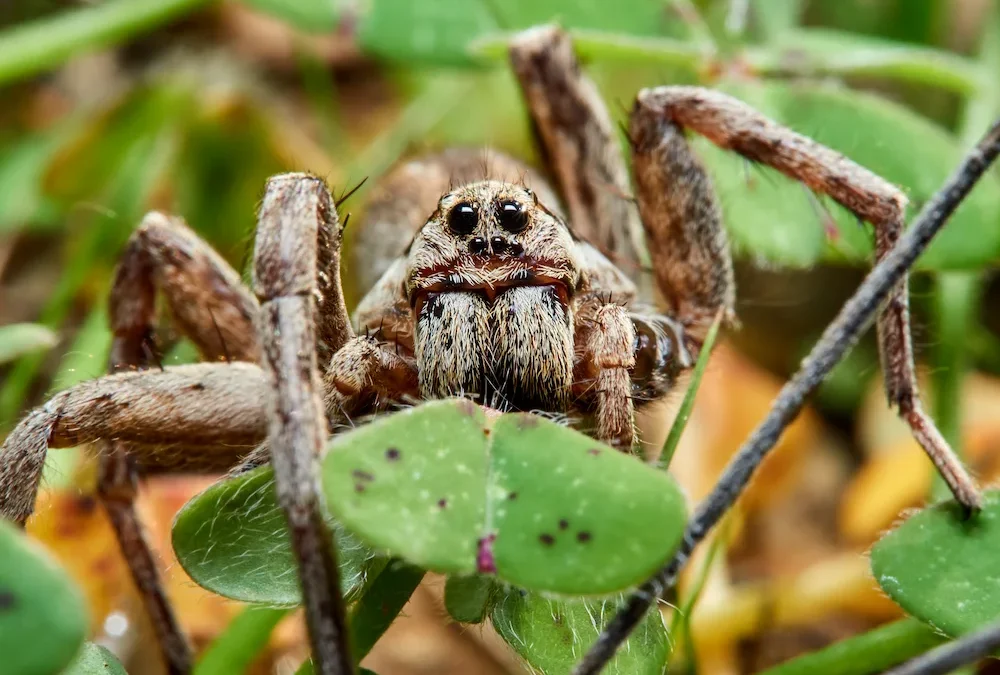 Wicked Wolf Spiders: 7 Reasons Why They Seem So Scary