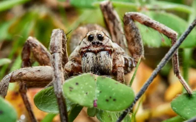 Wicked Wolf Spiders: 7 Reasons Why They Seem So Scary