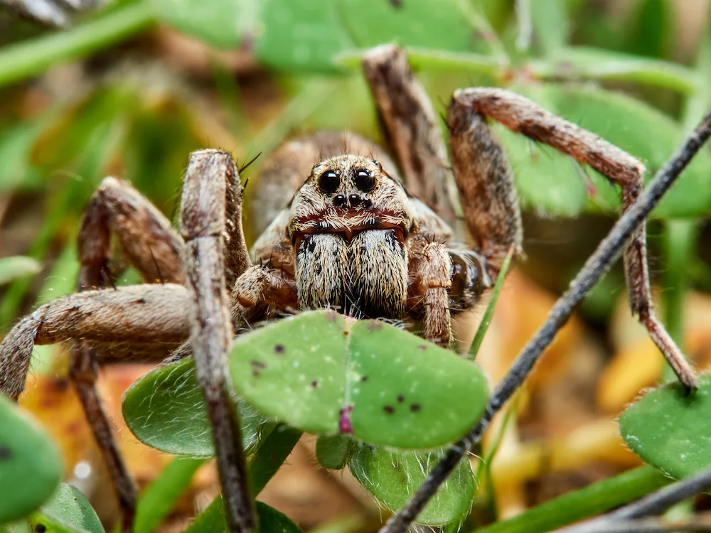 Wolf spider; wolf spiders