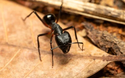 Carpenter Ants Owe Everything To Teamwork